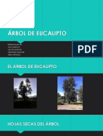 Arbol de Eucalipto