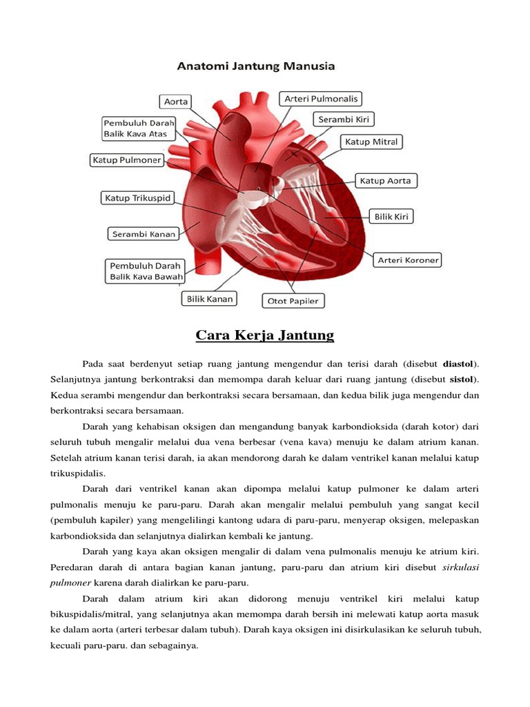 Cara Kerja Jantung