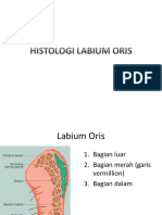 Histologi Labium Oris