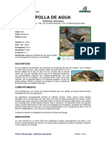 Ficha POLLA de AGUA - Gallinula Chloropus