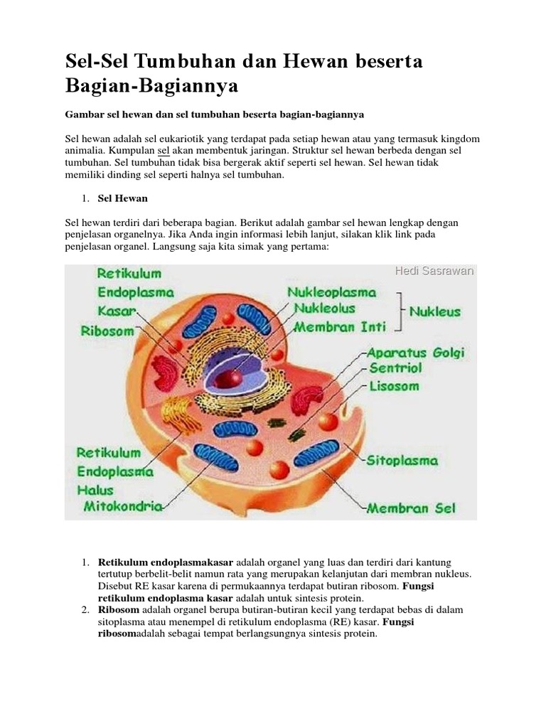 440 Koleksi Gambar Sel Hewan Dan Tumbuhan Beserta Keterangan Terbaru Gambar Hewan