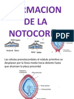 Formacion de La Notocorda