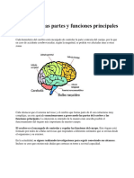 Cuáles Son Las Partes y Funciones Principales Del Cerebro