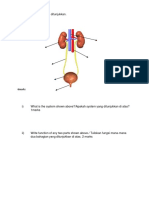 urinary system