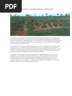 Impactos Ambientais e Socioeconômicos No Pantanal