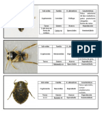 Características de subórdenes y familias de Heterópteros