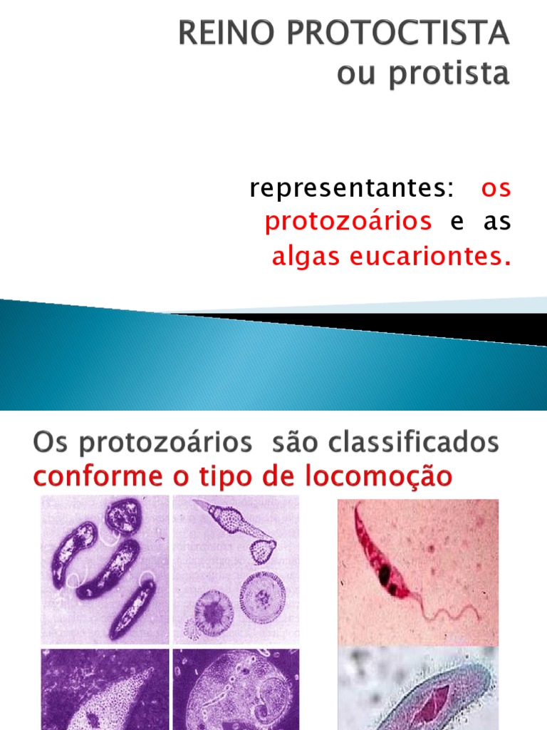 Representantes do Reino Protoctista | PDF | Protozoários | Algas