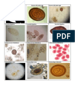 Imágenes de Huevos de Parásitos