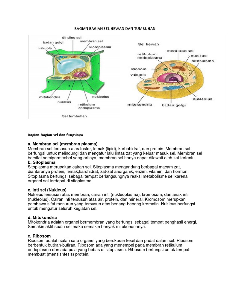  Bagian  Sel  Hewan  Dan  Sel  Tumbuhan  Berbagai Bagian  Penting