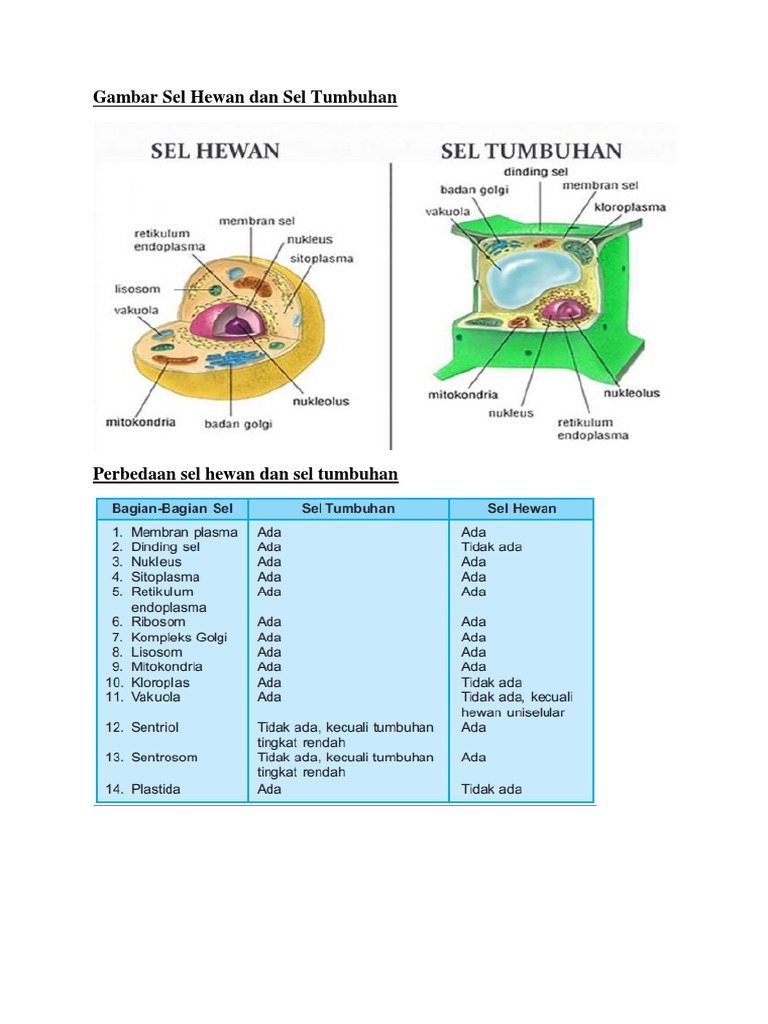 Gambarkan Struktur Sel  Tumbuhan Dan  Hewan  Berbagi Struktur