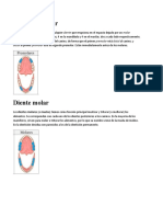 Diente Premolar