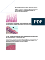 Region Apical