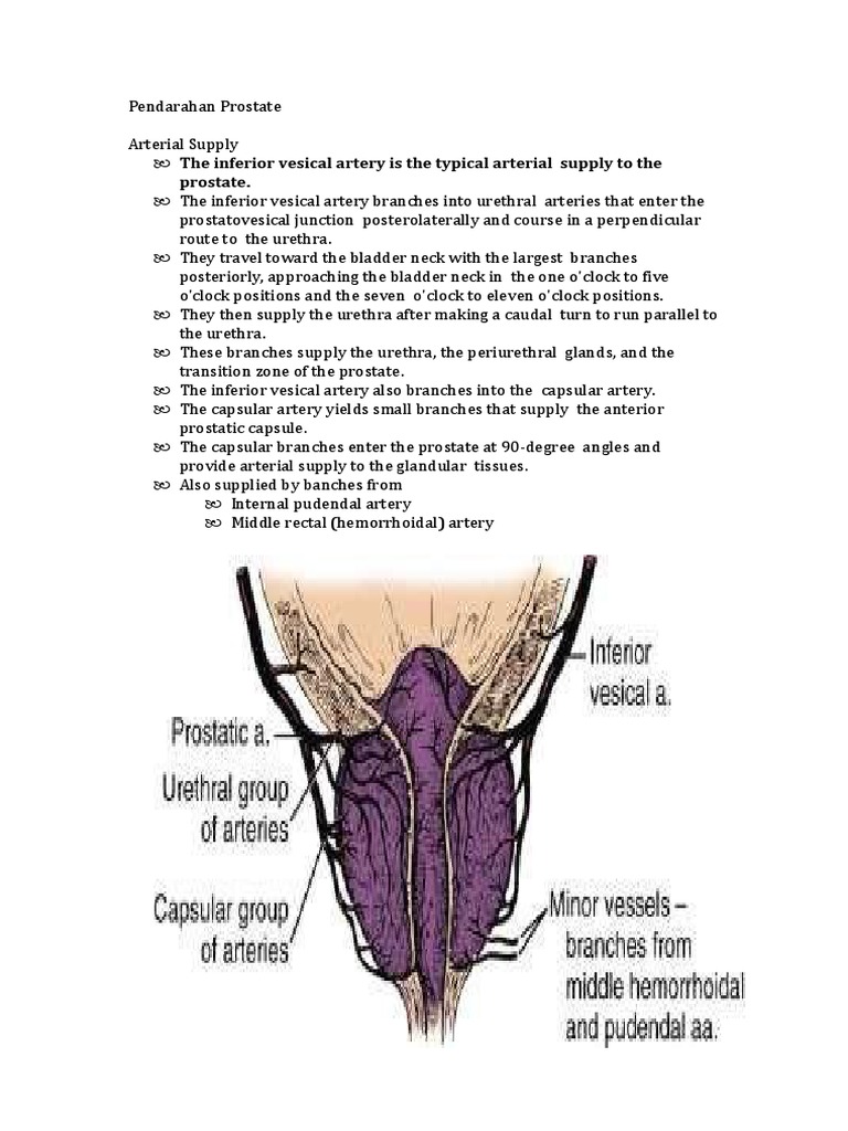 Prostate Vascular Anatomy | PDF | Religion & Spirituality