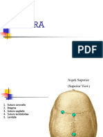 Skull suture identification guide