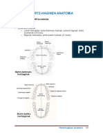 Hortz Haginen Anatomia