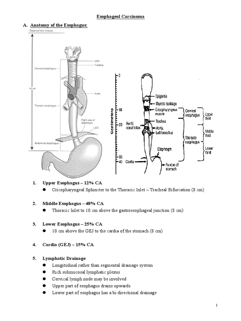 Esophageal Carcinoma A. Anatomy of The Esophagus | PDF | Esophagus ...