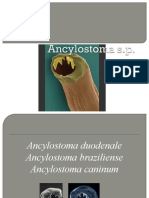 ancylostoma s.p.