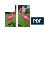 Flamingo Pic