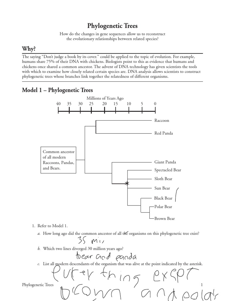 Phylogenetic Trees Pogil Phylogenetic Tree Earth Life Sciences