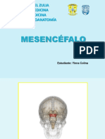 Mesencéfalo 1