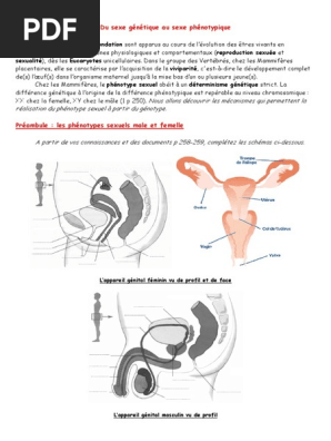 Basis Wo Ordens Chat Pdf Sexe Systeme Reproducteur