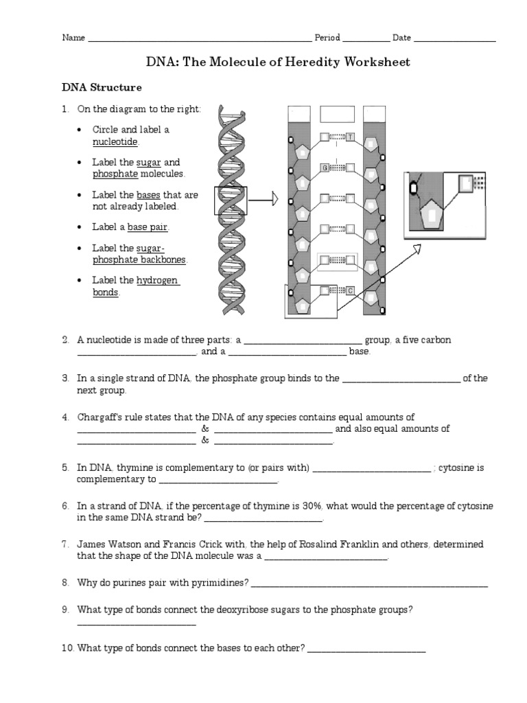 1-dnastructurereplicationworksheet-pdf-pdf-dna-replication-dna