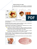 Ángulos laterales de la vejiga.docx