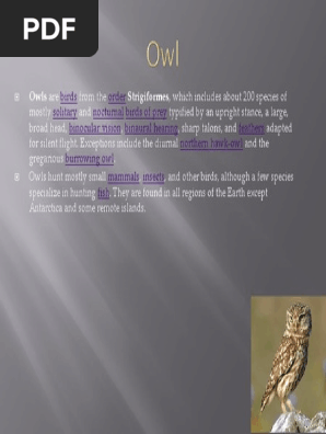 Owl