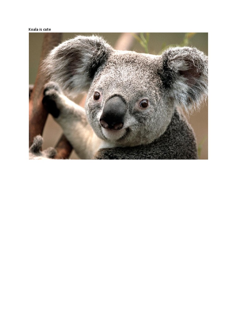 Koala | PDF