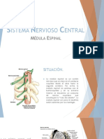 Sistema Nervioso Central 10