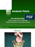 1.5.1.5 - Anatomi Pelvis