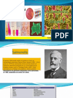 Exposicion Salmonella