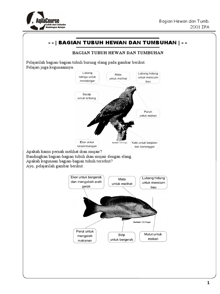 8400 Gambar Bagian Tubuh Hewan Dan Tumbuhan Terbaru