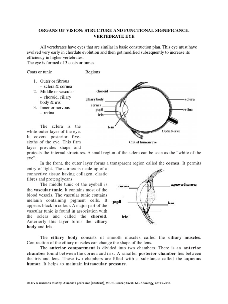 Organs of Vision | PDF | Eye | Cornea