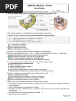 Ficha Celula 17 18 Corr