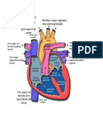 Derrame Pleural