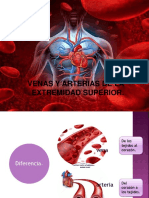 Arterias y Venas