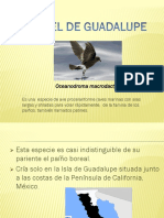 Petrel de Guadalupe