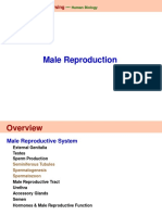 Lecture 22 Male and Female Reproductive Systems