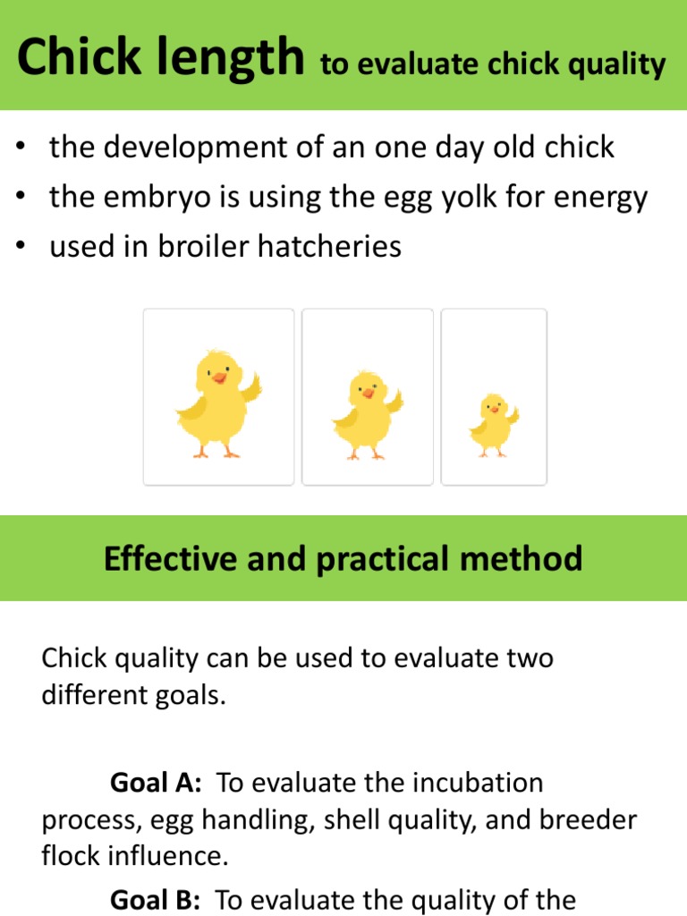 Chick Length | PDF | Chicken | Egg