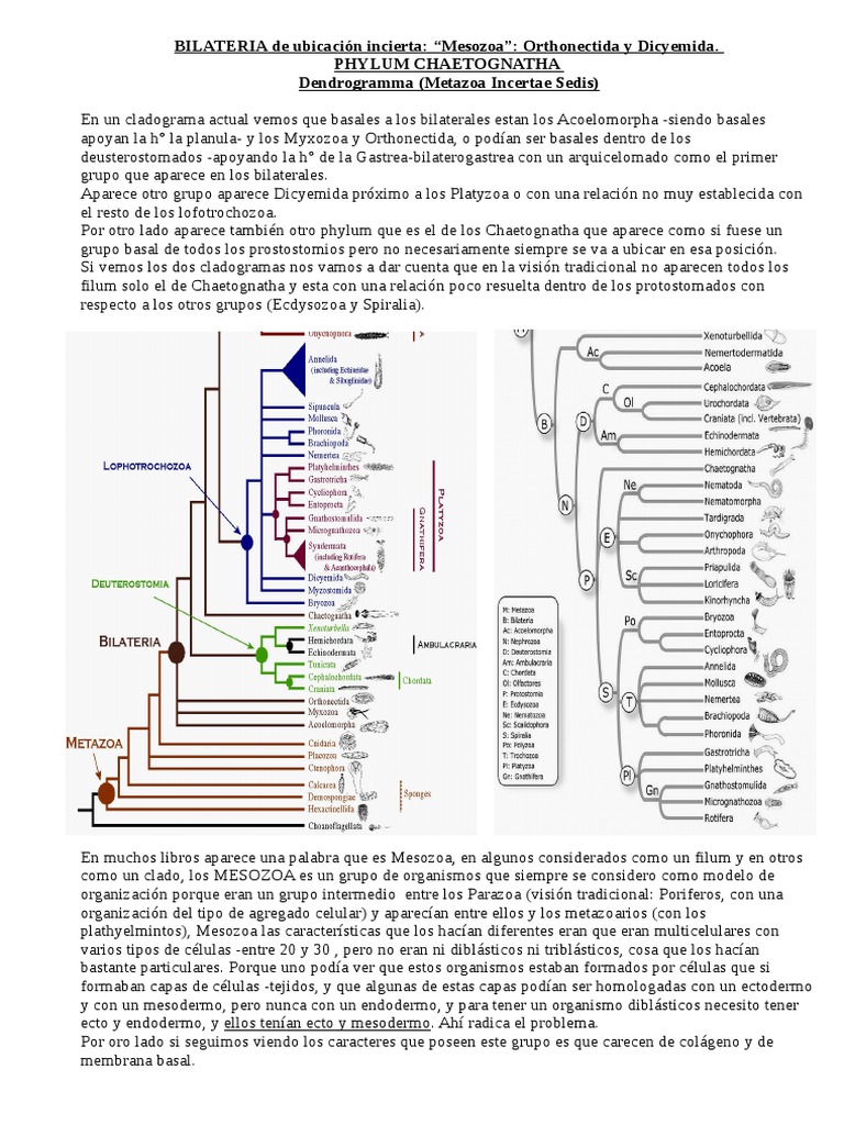Mesozoa: Orthonectida y Dicyemida | PDF | Biología Celular) | Reproducción