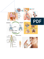 Recortes Sistemas Del Cuerpo