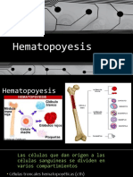 Hematopoyesis Fisiologia