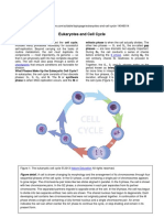 Cell Cycle (Scitable)