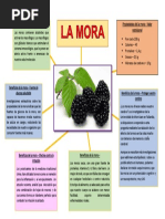 Mora Carbohidrato