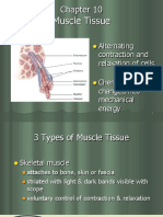 Chpt 10  Muscle Tissue.ppt