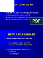 Newcastle Disease (ND) : Probably The Most Important Poultry Disease