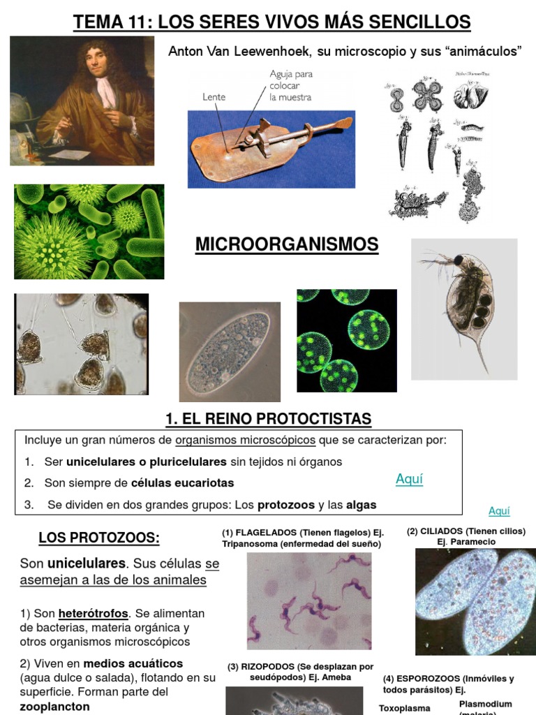 1eso.t11.los Seres Vivos Mas Sencillos | PDF | Las bacterias |  Microorganismo