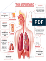 Sistema Respiratorio