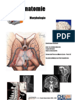 morpho_neuroanatomie